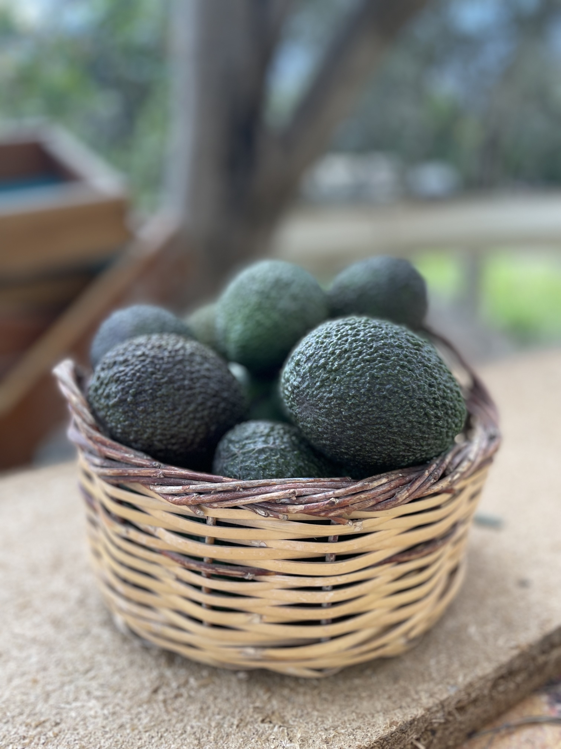Avokado