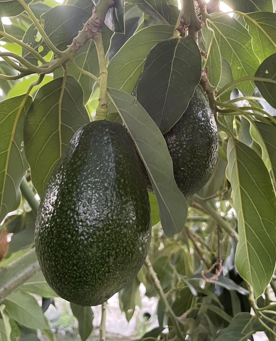 Avokado
