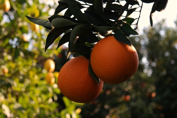 Portakal 