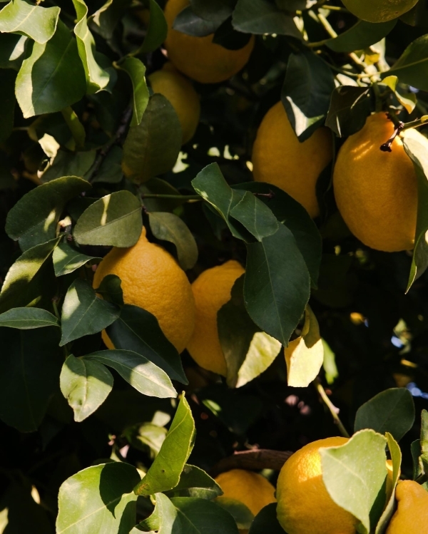 Limon