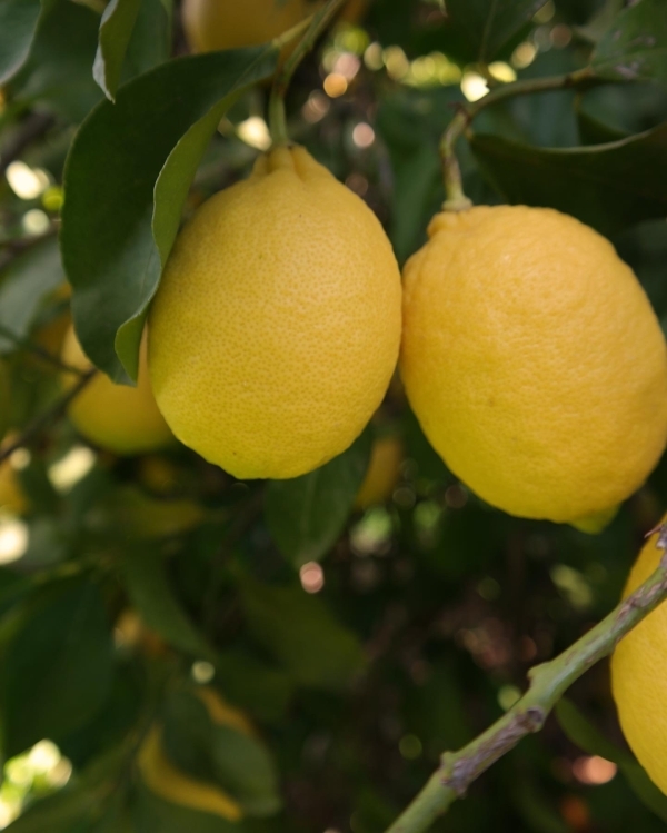 Limon