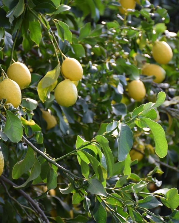 Limon