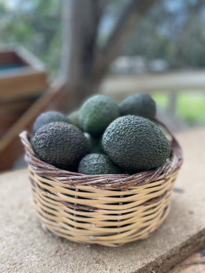 Avokado