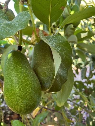 Avokado